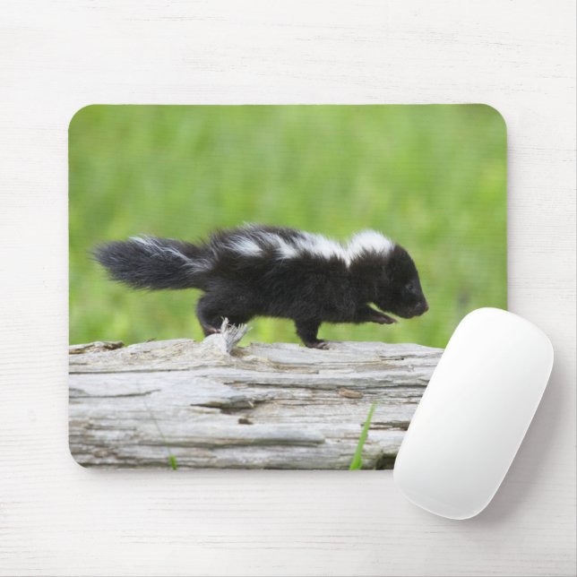 Cutest Baby Animals | Baby Skunk Mouse Pad (With Mouse)