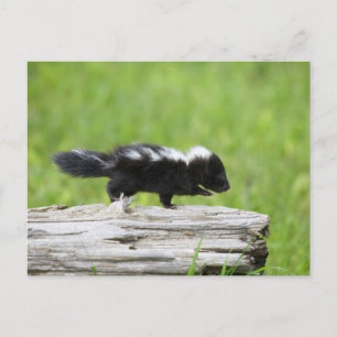 Cutest Baby Animals Baby Skunk Postcard