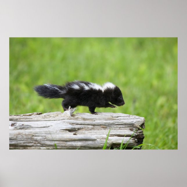 Cutest Baby Animals | Baby Skunk Poster (Front)