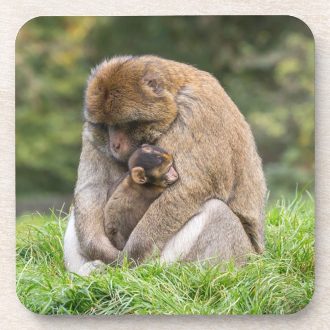 Cutest Baby Animals | Barbary Macaque Family Coaster (Front)