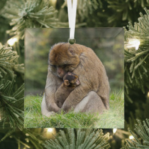 Cutest Baby Animals   Barbary Macaque Family Glass Tree Decoration