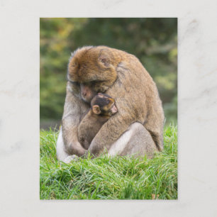 Cutest Baby Animals   Barbary Macaque Family Postcard
