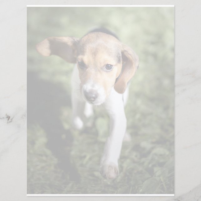 Cutest Baby Animals | Beagle Puppy (Front)