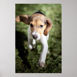 Cutest Baby Animals   Beagle Puppy Poster