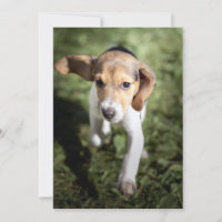 Cutest Baby Animals | Beagle Puppy