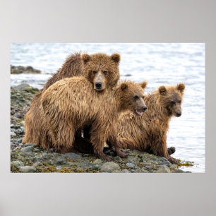 Cutest Baby Animals   Bear & Cubs Poster