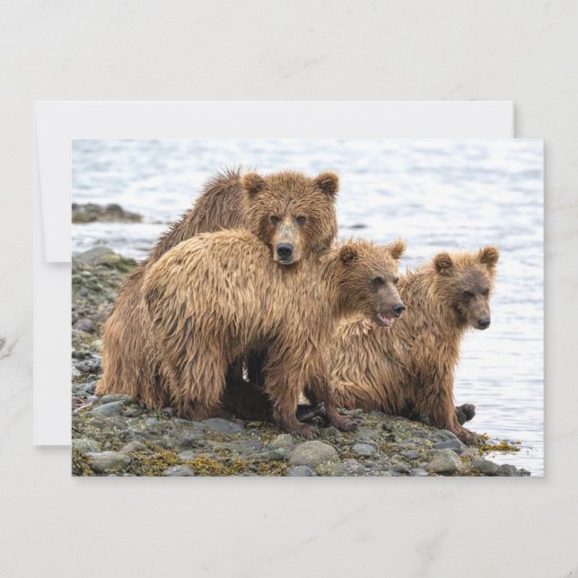 Cutest Baby Animals | Bear & Cubs Thank You Card (Front)