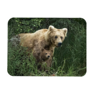 Cutest Baby Animals Bear Mama Bear & Her Cubs Magnet
