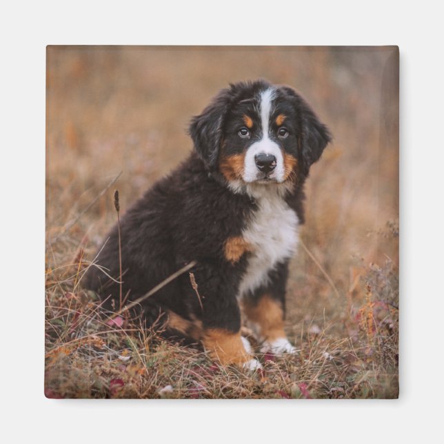 Cutest Baby Animals | Bernese Mountain Dog Magnet (Front)