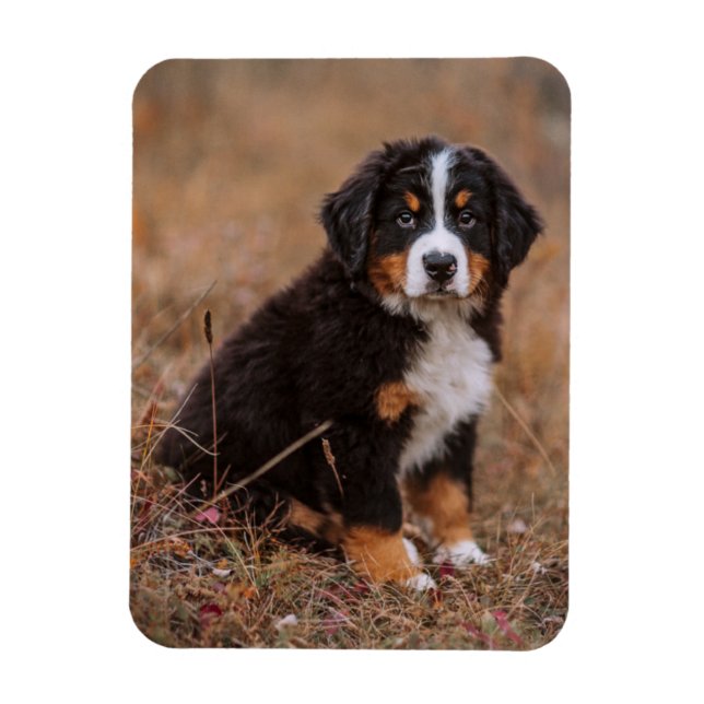 Cutest Baby Animals | Bernese Mountain Dog Magnet (Vertical)