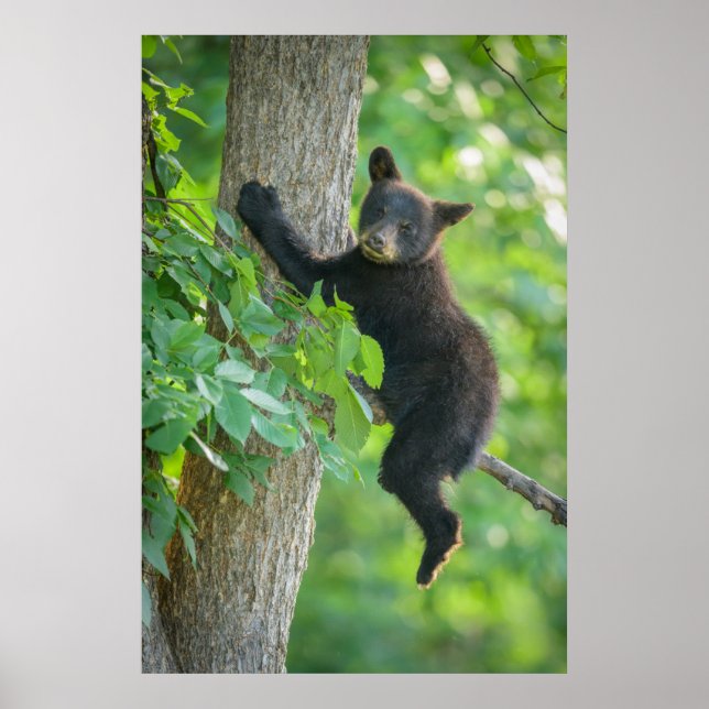 Cutest Baby Animals | Black Bear Cub Poster (Front)