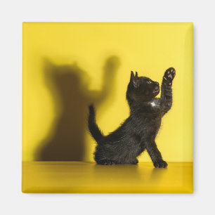 Cutest Baby Animals Black Cat Playing Magnet