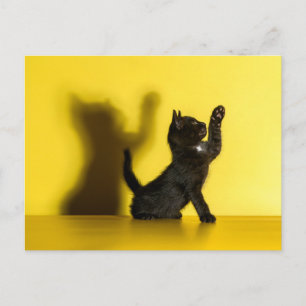 Cutest Baby Animals   Black Cat Playing Postcard