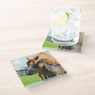Cutest Baby Animals   Black Foal with Mom Glass Coaster