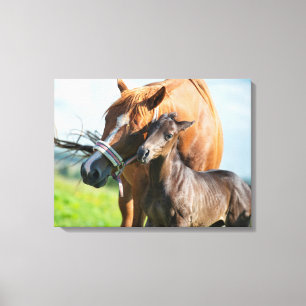 Cutest Baby Animals   Black Foal with Mum Canvas Print