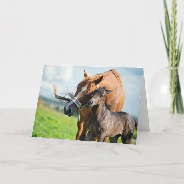 Cutest Baby Animals | Black Foal with Mum Card (Front)