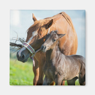 Cutest Baby Animals   Black Foal with Mum Magnet