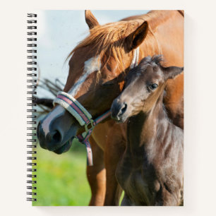 Cutest Baby Animals Black Foal with Mum Notebook