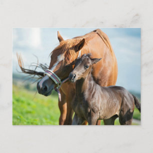 Cutest Baby Animals   Black Foal with Mum Postcard