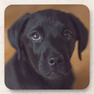 Cutest Baby Animals   Black Labrador Puppy Coaster