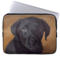 Cutest Baby Animals | Black Labrador Puppy