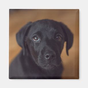Cutest Baby Animals Black Labrador Puppy Magnet