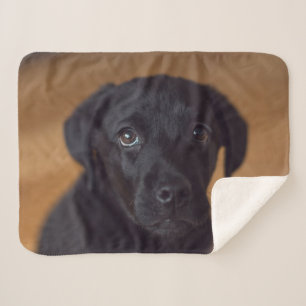Cutest Baby Animals Black Labrador Puppy Sherpa Blanket