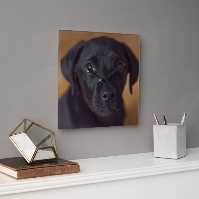 Cutest Baby Animals | Black Labrador Puppy Square Wall Clock (Office)