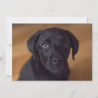 Cutest Baby Animals | Black Labrador Puppy