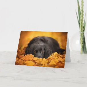 Cutest Baby Animals   Black Spaniel Puppy Card