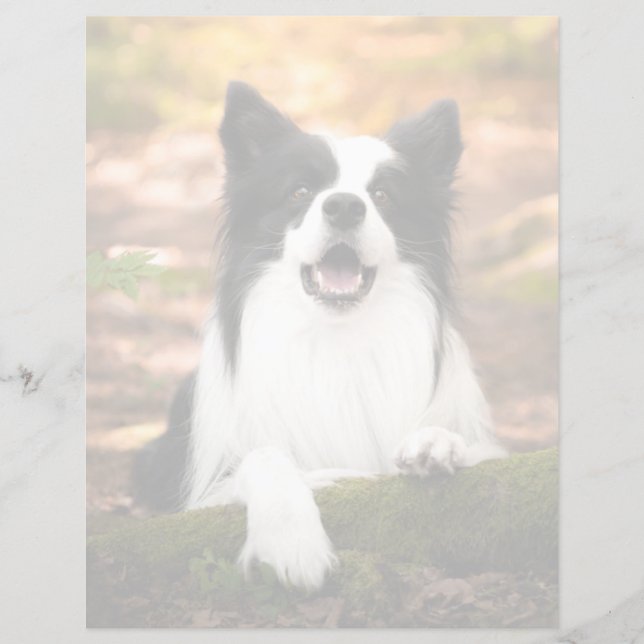 Cutest Baby Animals | Black & White Border Collie (Front)