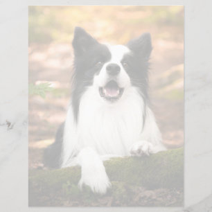 Cutest Baby Animals Black & White Border Collie