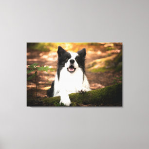 Cutest Baby Animals Black & White Border Collie Canvas Print