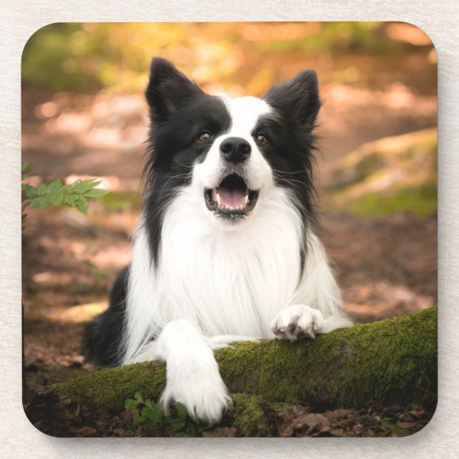 Cutest Baby Animals | Black & White Border Collie Coaster (Front)