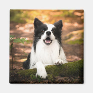 Cutest Baby Animals   Black & White Border Collie Magnet