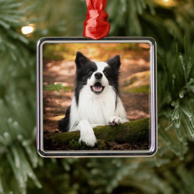 Cutest Baby Animals | Black & White Border Collie Metal Tree Decoration (Tree)