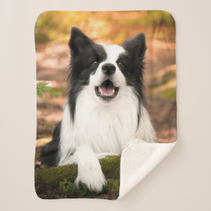 Cutest Baby Animals Black & White Border Collie Sherpa Blanket