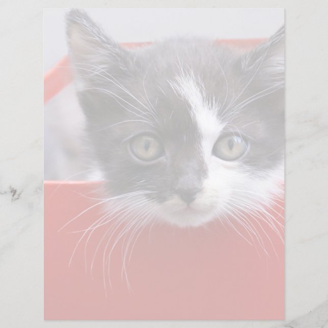 Cutest Baby Animals | Black & White Kitten (Front)