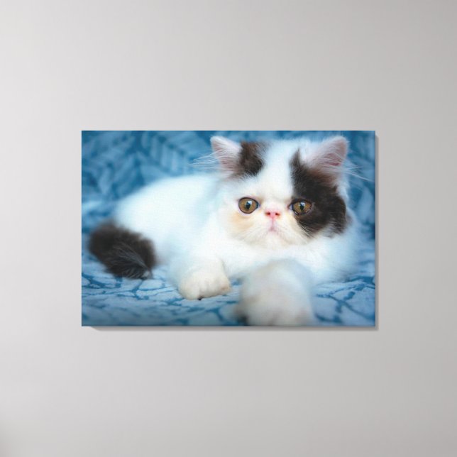 Cutest Baby Animals | Black & White Kitten Canvas Print (Front)