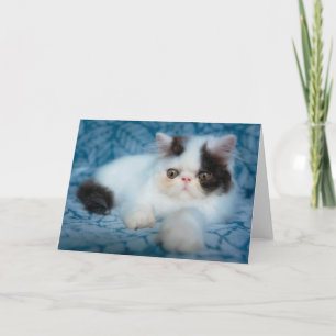 Cutest Baby Animals   Black & White Kitten Card