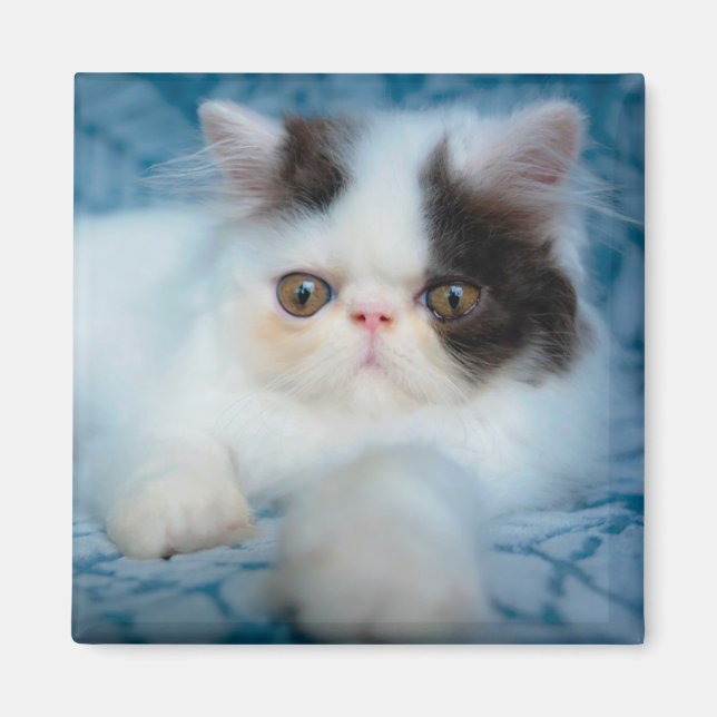 Cutest Baby Animals | Black & White Kitten Magnet (Front)