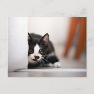 Cutest Baby Animals   Black & White Kitten Postcard
