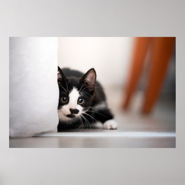 Cutest Baby Animals | Black & White Kitten Poster (Front)
