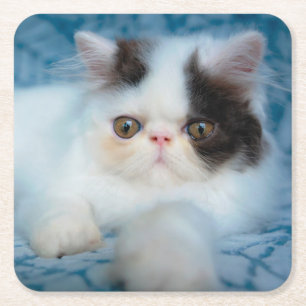 Cutest Baby Animals   Black & White Kitten Square Paper Coaster