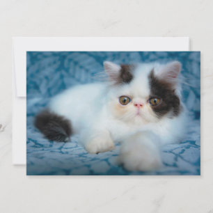 Cutest Baby Animals   Black & White Kitten Thank You Card