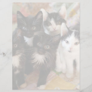 Cutest Baby Animals Black & White Kittens