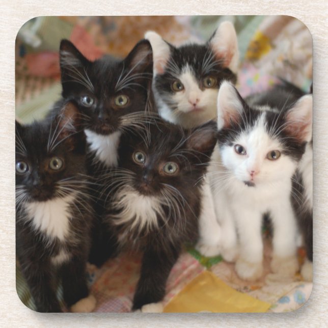 Cutest Baby Animals | Black & White Kittens Coaster (Front)