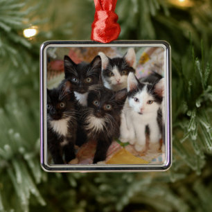 Cutest Baby Animals Black & White Kittens Metal Tree Decoration