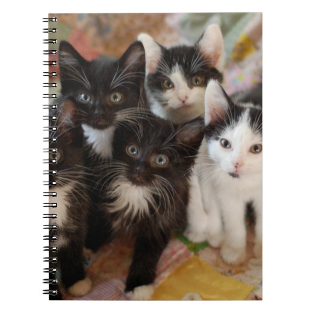 Cutest Baby Animals | Black & White Kittens Notebook (Front)