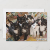 Cutest Baby Animals | Black & White Kittens